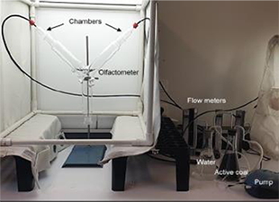 Y-tube olfactometer used to investigate foraging preferences of insect under laboratory conditions